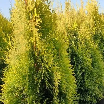 Туя ГОЛДЕН СМАРАГД западная в Кирове