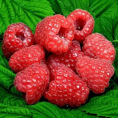 Саженцы малины оптом в Кирове