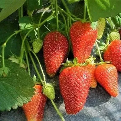 Клубника РОКСАНА в Кирове