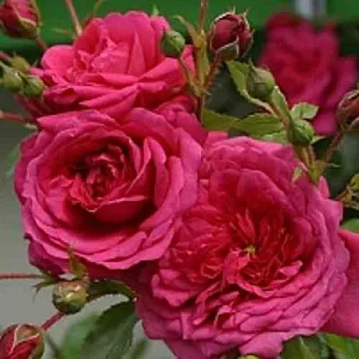 Саженцы роз ЛАГУНА плетистая  Саженцы роз ЛАГУНА плетистая в Кирове