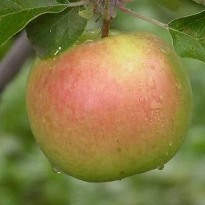 Яблоня БРЯНСКОЕ ЗОЛОТИСТОЕ  Яблоня БРЯНСКОЕ ЗОЛОТИСТОЕ в Кирове
