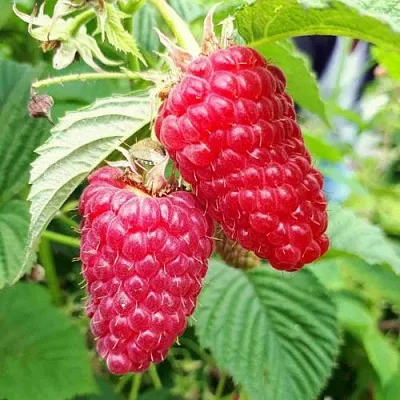 Малина ПШЕХИБА  Малина ПШЕХИБА в Кирове