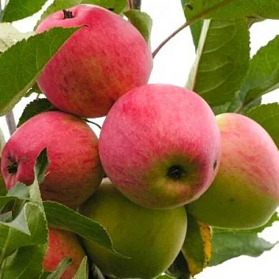 Яблоня МЕЧТА  Яблоня МЕЧТА в Кирове