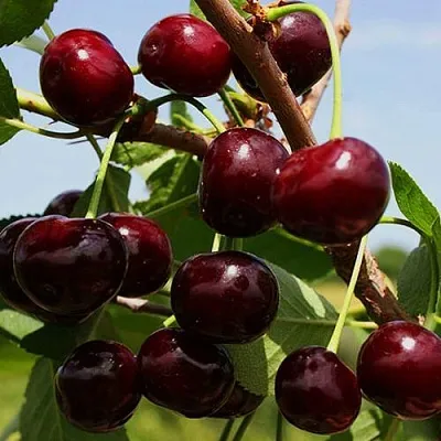 Вишня РОВЕСНИЦА  Вишня РОВЕСНИЦА в Кирове