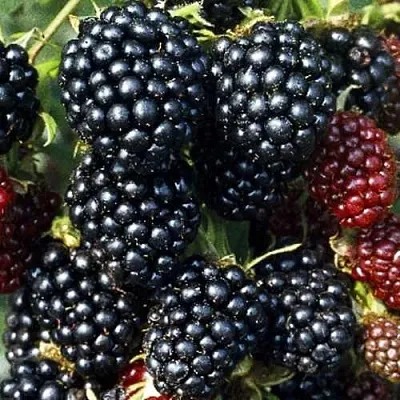 Ежевика ЭВЕРГРИН бесшипная  Ежевика ЭВЕРГРИН бесшипная в Кирове