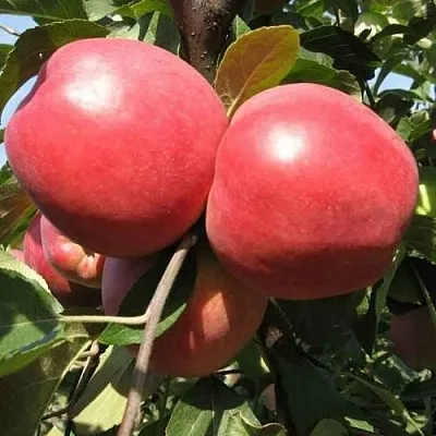 Яблоня ЗАСЛАВСКОЕ  Яблоня ЗАСЛАВСКОЕ в Кирове