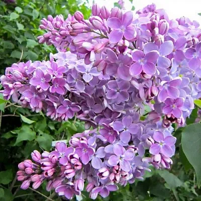 Сирень ОЛЯ в Кирове