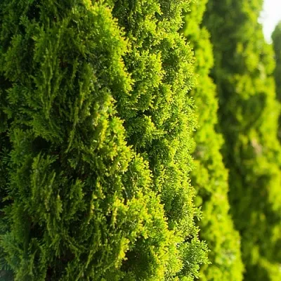 Туя в Кирове