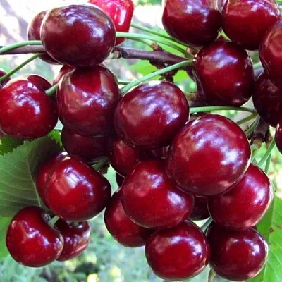 Вишня ЖУКОВСКАЯ  Вишня ЖУКОВСКАЯ в Кирове