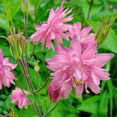 Аквилегия БАРЛОУ ПИНК гибрид МакКаны в Кирове