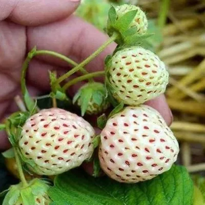 Клубника АНАНАСА ремонтантная в Кирове