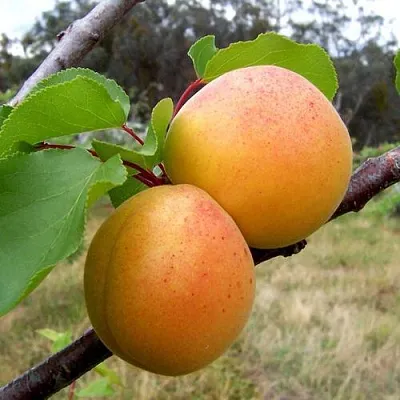 Абрикос ОРЛОВЧАНИН  Абрикос ОРЛОВЧАНИН в Кирове