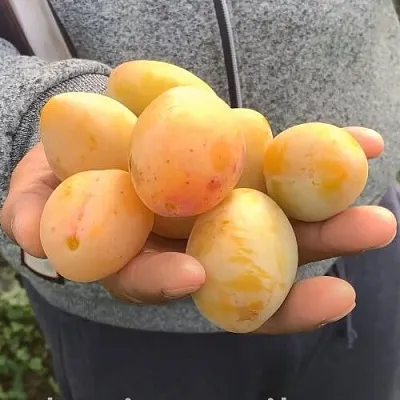 Слива ЯХОНТОВАЯ  Слива ЯХОНТОВАЯ в Кирове