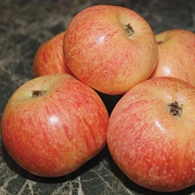 Яблоня КОНФЕТНОЕ  Яблоня КОНФЕТНОЕ в Кирове