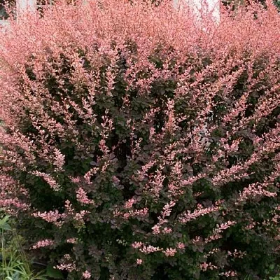 Барбарис РОУЗ ГЛОУ тунберга  Барбарис РОУЗ ГЛОУ тунберга в Кирове