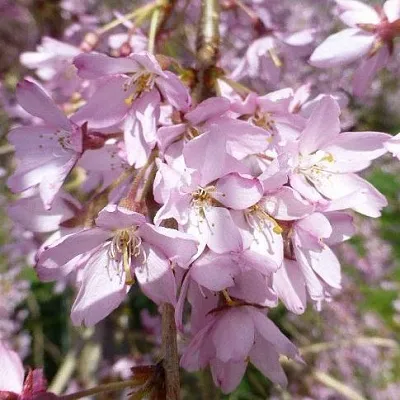 Сакура ПЕНДУЛА РУБРА  Сакура ПЕНДУЛА РУБРА в Кирове