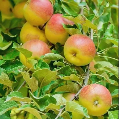 Яблоня ПАМЯТЬ БЛЫНСКОГО колонновидная  Яблоня ПАМЯТЬ БЛЫНСКОГО колонновидная в Кирове