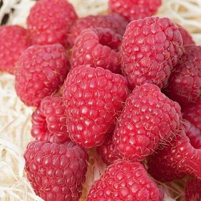 Малина МАРАСТАР  Малина МАРАСТАР в Кирове