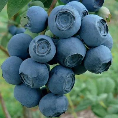 Голубика РУБЕЛ в Кирове