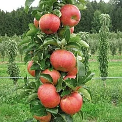 Яблоня ЯНТАРНОЕ ОЖЕРЕЛЬЕ колонновидная  Яблоня ЯНТАРНОЕ ОЖЕРЕЛЬЕ колонновидная в Кирове