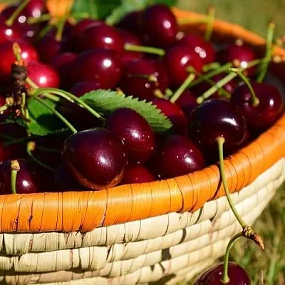 Вишня НЕСВИЖСКАЯ  Вишня НЕСВИЖСКАЯ в Кирове