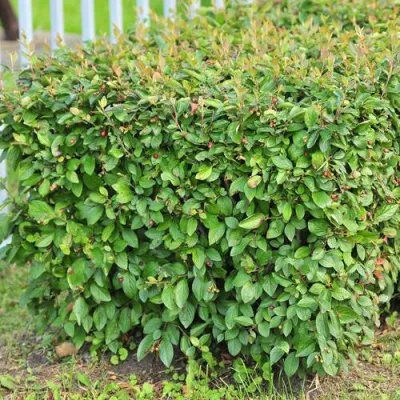 Кизильник блестящий в Кирове