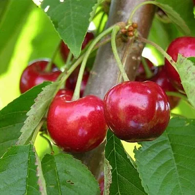 Черешня 15-26-5  Черешня 15-26-5 в Кирове