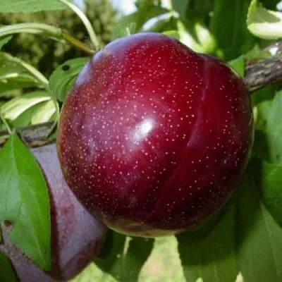 ШАРАФУГА  ШАРАФУГА в Кирове