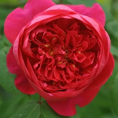 Саженцы роз БЕНДЖАМИН БРИТТЕН шраб в Кирове