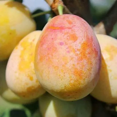 АПРИМИРА  АПРИМИРА в Кирове