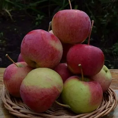 Яблоня РОДНИКОВАЯ  Яблоня РОДНИКОВАЯ в Кирове