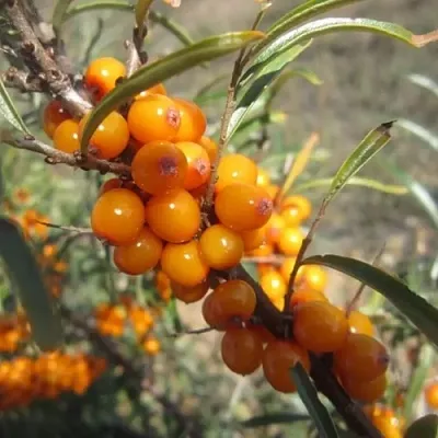 Облепиха СУДАРУШКА  Облепиха СУДАРУШКА в Кирове