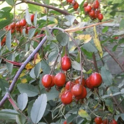 Саженцы роз сизая — описание сорта Саженцы роз сизая в Кирове