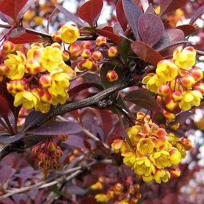 Барбарис СУПЕРБА оттавский   Барбарис СУПЕРБА оттавский  в Кирове