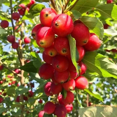 Яблоня КИТАЙКА ДОЛГО декоративная  Яблоня КИТАЙКА ДОЛГО декоративная в Кирове