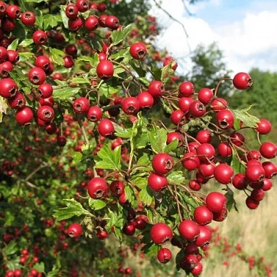 Боярышник ЗБИГНЕВ  Боярышник ЗБИГНЕВ в Кирове