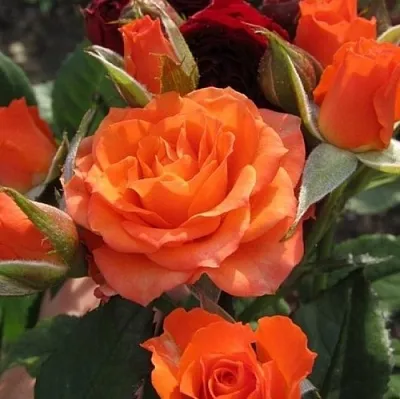 Саженцы роз АЛЕГРИЯ спрей в Кирове