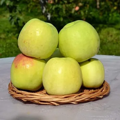 Яблоня БИРСКОЕ ГРУШЕВОЕ (БИЧИК)  Яблоня БИРСКОЕ ГРУШЕВОЕ (БИЧИК) в Кирове