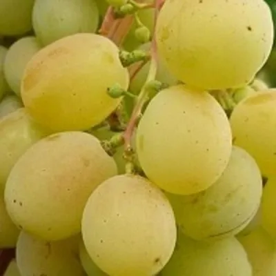 Виноград ТАЛИСМАН в Кирове