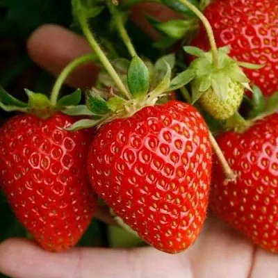 Клубника ПОРТОЛА ремонтантная в Кирове