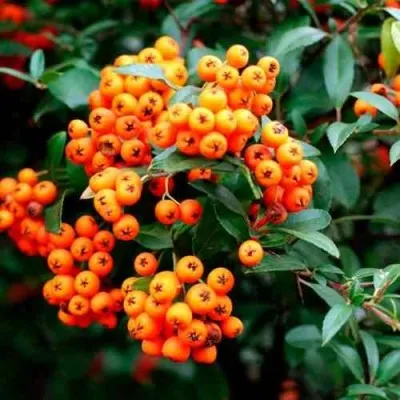 Пираканта ОРАНЖ ГЛОУ — описание сорта Пираканта ОРАНЖ ГЛОУ в Кирове