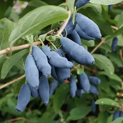 Жимолость съедобная ТОМИ японская  Жимолость съедобная ТОМИ японская в Кирове