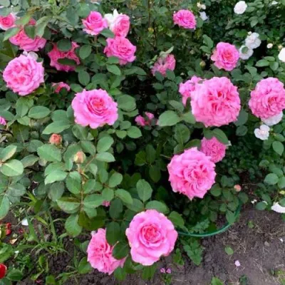 Саженцы роз ЭШЛИ чайно-гибридная — описание сорта Саженцы роз ЭШЛИ чайно-гибридная в Кирове