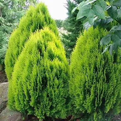 Туя восточная в Кирове