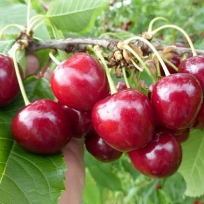 Вишня КОЛОННОВИДНАЯ  Вишня КОЛОННОВИДНАЯ в Кирове