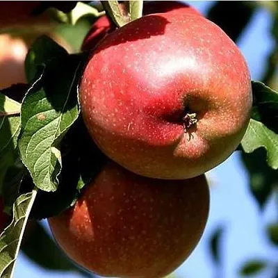 Яблоня АНТЕЙ КИЕВСКИЙ колонновидная  Яблоня АНТЕЙ КИЕВСКИЙ колонновидная в Кирове