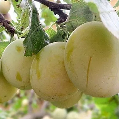 Слива УТРО  Слива УТРО в Кирове