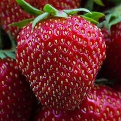 Клубника НАНДИ в Кирове