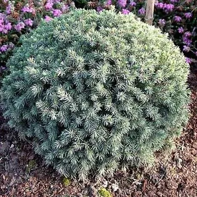 Ель ЭХИНИФОРМИС сизая в Кирове