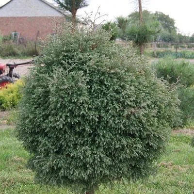 Туя вересковидная в Кирове